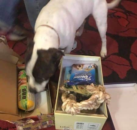 Happier Days For Strays gave shoe boxes to dogs at Christmas.