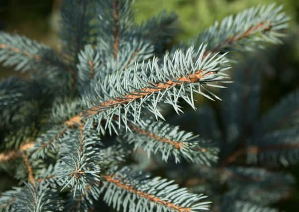 A Christmas fir tree.