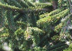 Compact Oriental spruce aurea. Picture: Lubera.