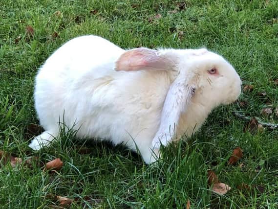 The rabbit found in a back garden in Grange Villa, Chester-le-Street, on Friday, January 5.