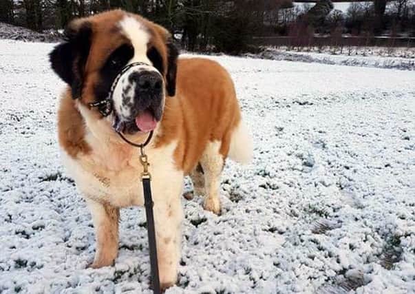 Michelle Bagnall sent us this snap of her dog Benson, who looks quite happy in the snow.