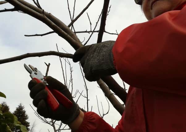 Keep your apple and pear trees productive with winter pruning.