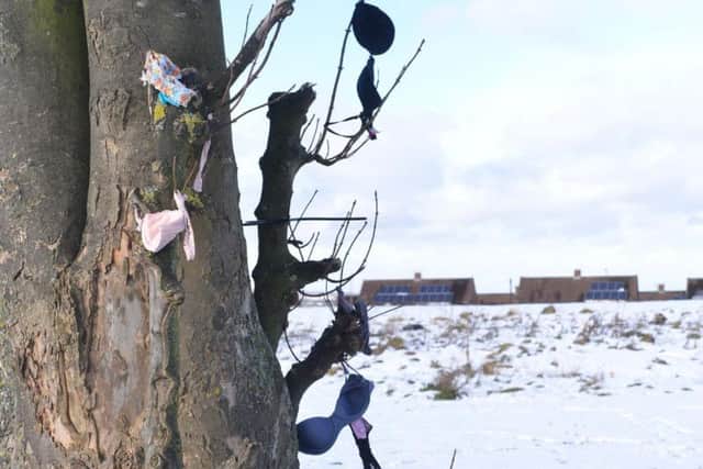 Why is a tree in Sunderland covered in women's bras and knickers?