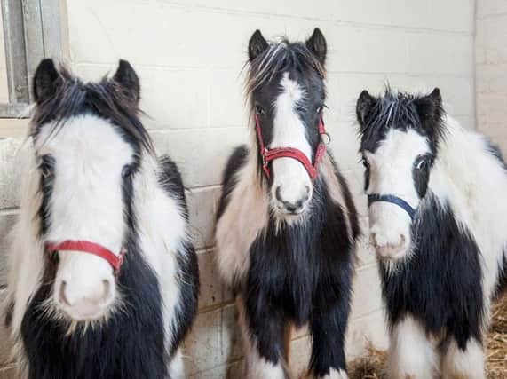 Rafael, Andre and Pancho, the three ponies which animal welfare officers want to rehome after they were let loose in a public park. Pic: RSPCA.