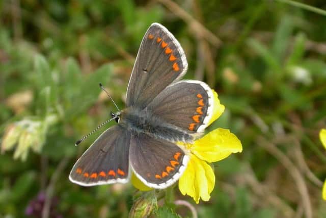 A Durham Argus butterfly on a common rock rose. Picture by Darren Ward