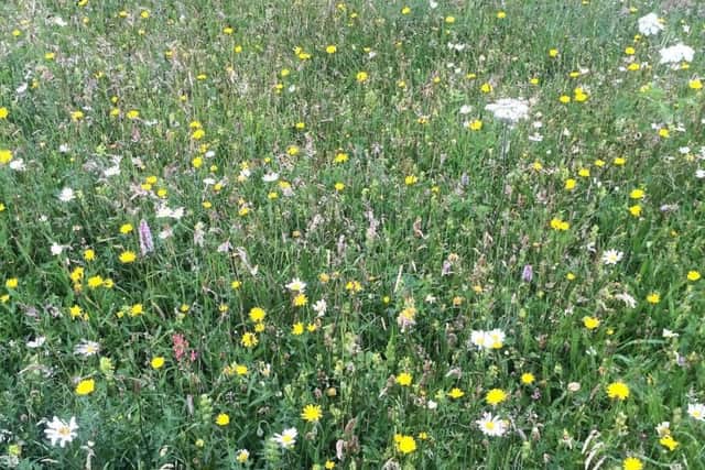 Wildflowers in Cotsford Field, Horden. Picture by Mark Frain