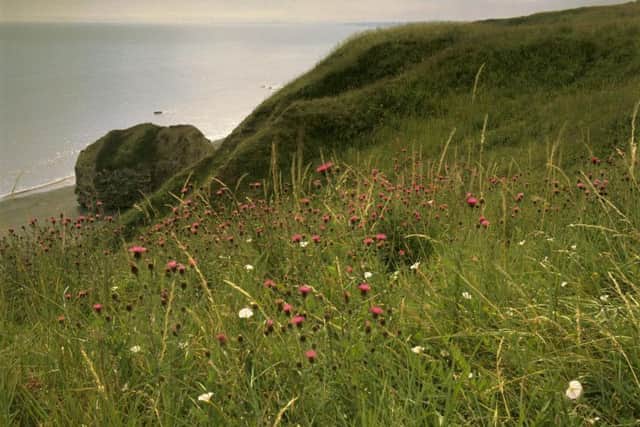 Wildflowers at Beacon Hill near Easington. Picture c/o Joe Cornish/National Trust Images