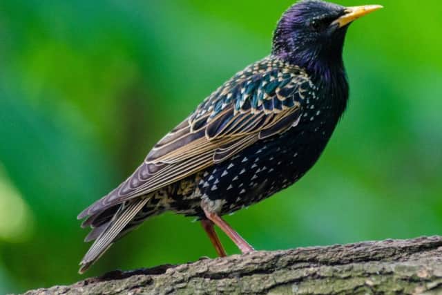 A starling.