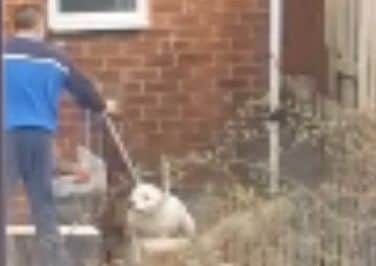 Alan Davison, of Lynthorpe, Sunderland, pictured abusing his dog.
