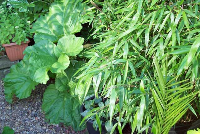 Ornamental leaves look great against contrasting shapes, such as this bamboo Fargesia Pingwu.