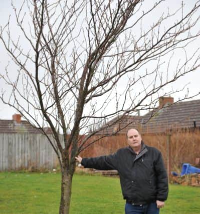 Martin Kane at the tree he planted in memory of his daughter Laura on Calvert Terrace, Murton.