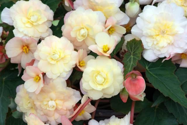 Creamy-pink flowers of Sweet Pearl Cascade. Picture by Woolmans