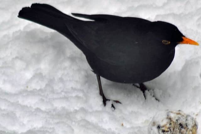A male blackbird with a fat ball.