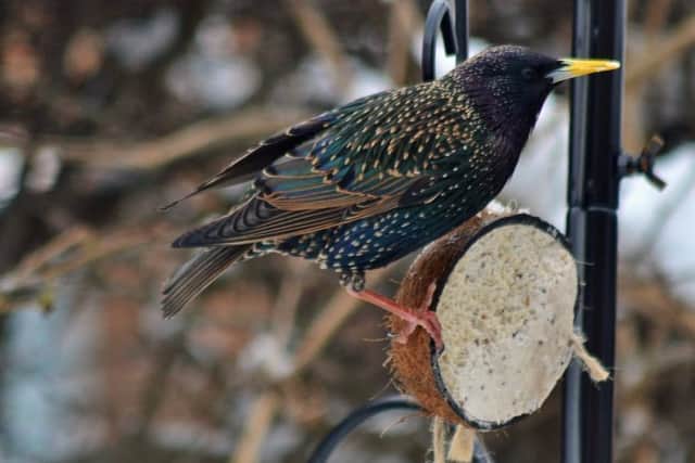 A starling getting some much needed nourishment.