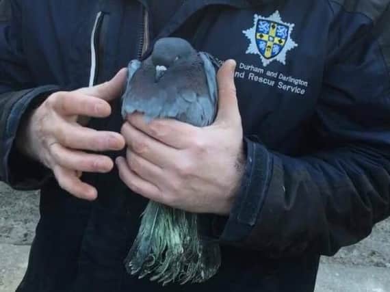 The pigeon was trapped in some netting. Picture: County Durham and Darlington Fire and Rescue Service.