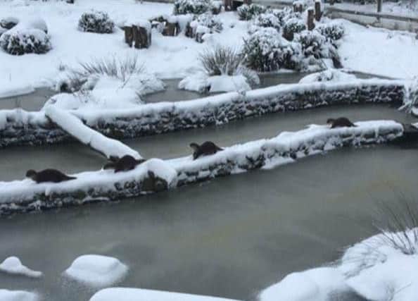 Otters in the snow at Washington Wetland Centre