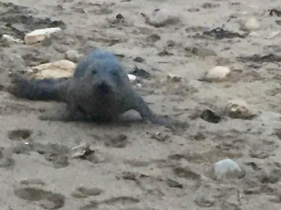 The young seal was spotted at Roker Pier. Photo by Jo Evans.