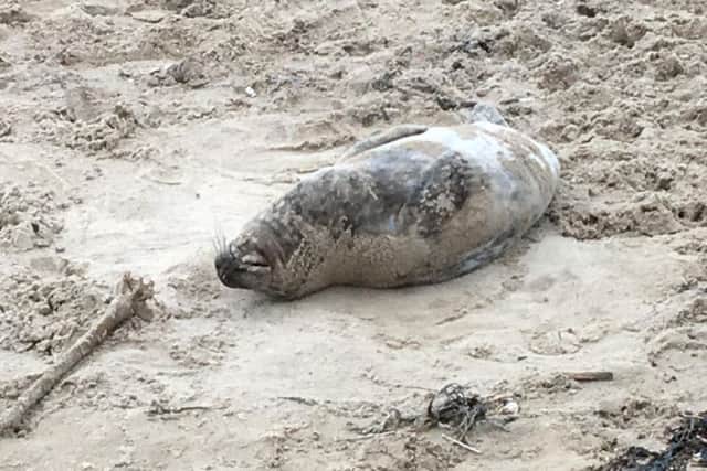 The seal taking a rest at Roker earlier on today.