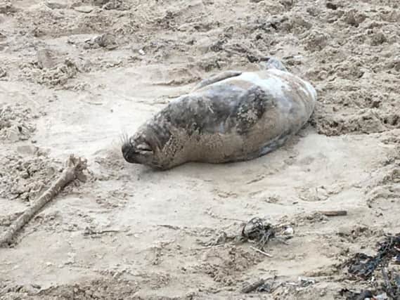The seal taking a rest at Roker earlier on today.