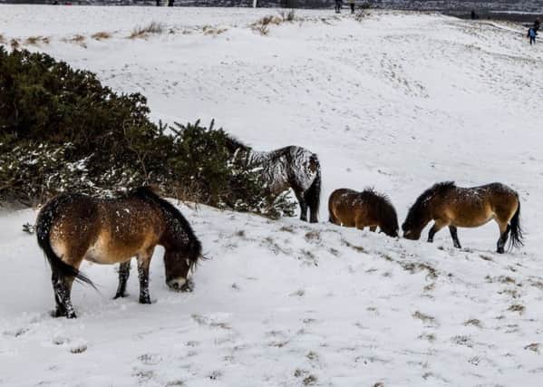 The ponies on Cleadon Hills. Photos by Stephen Moran and Chris Grant.