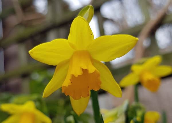 Daffodil Tete a Tete in flower.