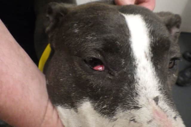 Tara the dog who was suffering from "cherry eye" when RSPCA inspectors raided the home of owner Stuart Husband.