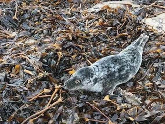 The seal pup at Roker, pictured by Sunderland RNLI Lifeboat Station.