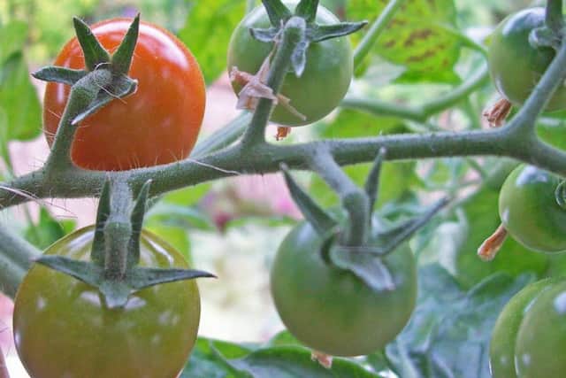 Suncherry Premium tomatoes.