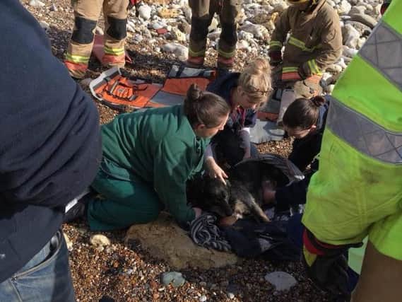 Bethany Boyle's dog Dexter is rescued by the emergency services after falling from cliffs at Easington Beach.