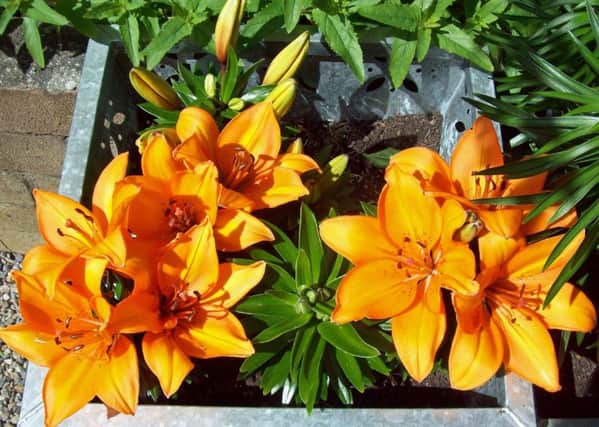 Asiatic lilies Bouquet Mixed in a shade of orange.