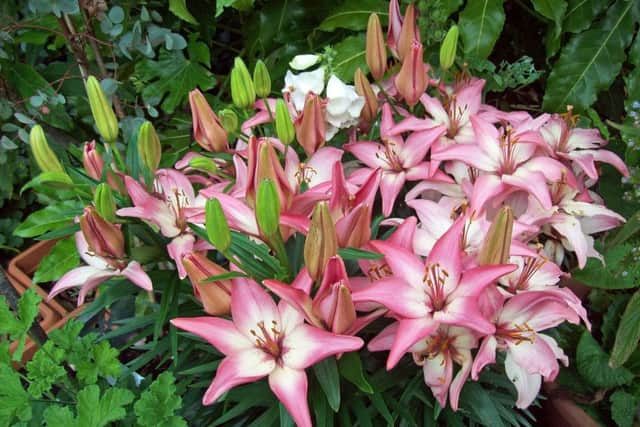 Asiatic lilies Bouquet Mixed in shade of pink/white.