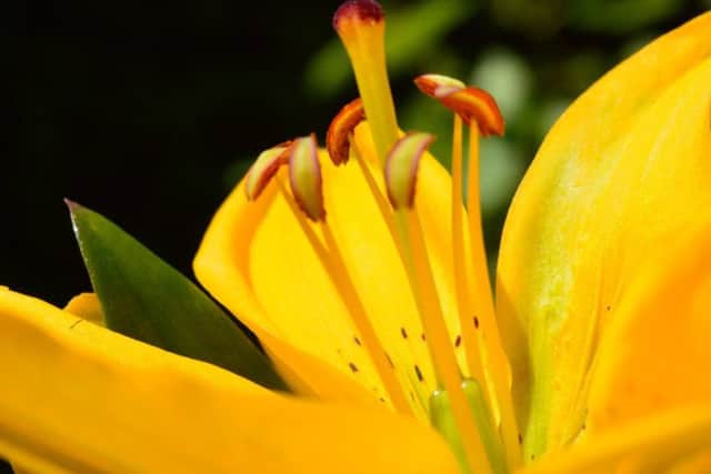 Asiatic lilies in a shade of yellow.