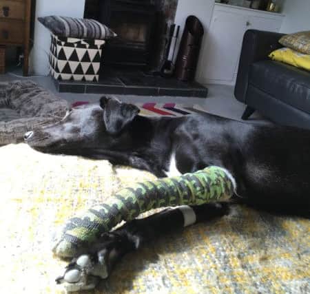 Juno recovers from her second injury sustained in Barnes Park.