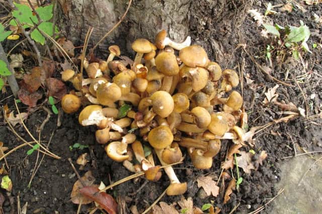 Honey fungus on an apple tree. Picture by RHS/Jenny Denton