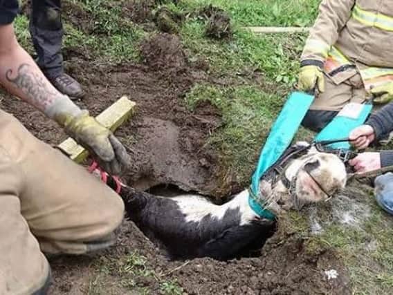Tinkerbell was helped out of the sinkhole thanks to the work of County Durham and Darlington Fire and Rescue Service.