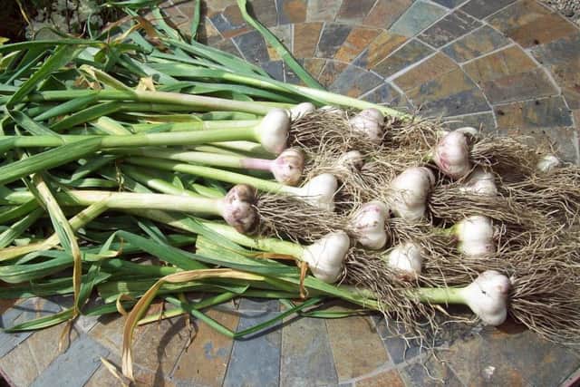 Garlic makes an organic home spray.