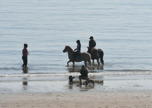 These horses enjoy a dip in the North Sea as temperatures top 20 degrees celsius.