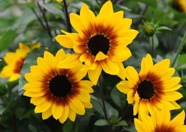 Sunflower Sunbelieveable Brown Eyed Girl. Picture: RHS