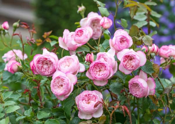 Mill on the Floss rose. Picture by David Austin Roses