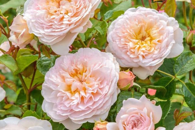 Emily BrontÃ« rose. Picture by David Austin Roses